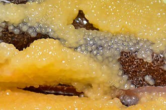 Caviar fish. Abstract background from capelin caviar. Concept of budget seafood, an alternative to expensive fish caviar