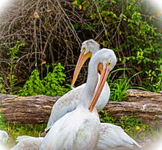 Two white pelicans pecking with long beaks. Bird, birds,