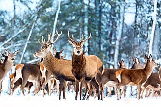 Artistic winter christmas nature image. Winter wildlife landscape with noble deers Cervus Elaphus. Many deers in winter