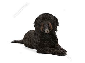 Barbet dog portrait isolated on white.