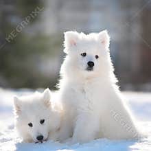 Samoyed Dog Puppies