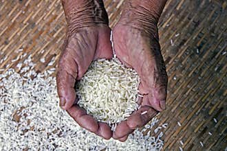 The survival with rice ,