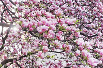 Pink magnolia tree