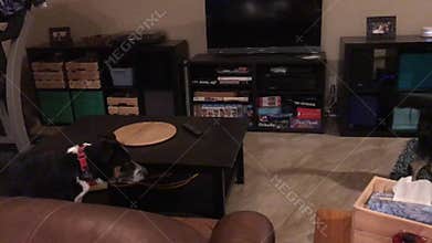 Dog italian greyhound terrier 9558