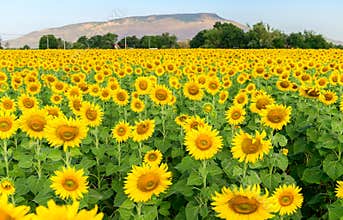 Beautiful sunflower  field on summer at Lop buri