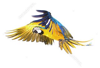 Bright ara parrot flying