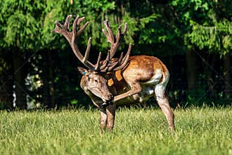 Red deer, Cervus elaphus in a german nature park
