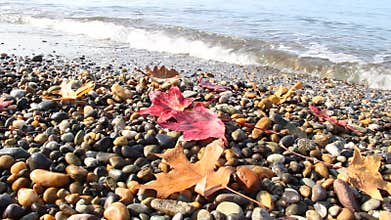 Wet autumn leaves on a pebble beach, the sea wave soaked the leaves