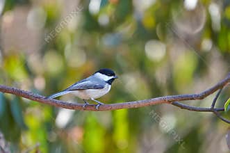 Black-Capped Chicadee sitting on a branch