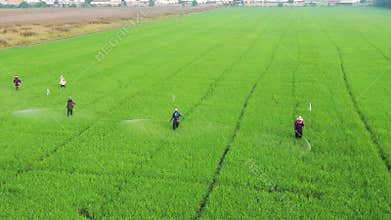 Thai farmer spraying insecticides in agricultural area