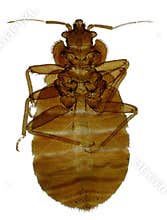 Bedbug