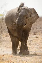 Elephant charging