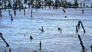 Egret stand on old pole in abandon farm oyster in the sea