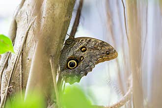 Owl butterfly on tree