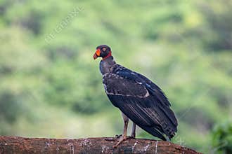King vulture, Sarcoramphus papa, large bird found in Central and South America.