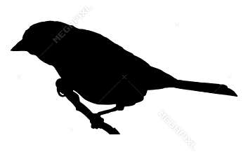 Sparrow on branch silhouette