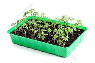 Young tomato plants in germination tray