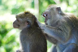Caring monkeys