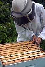 Beekeeper checking hive