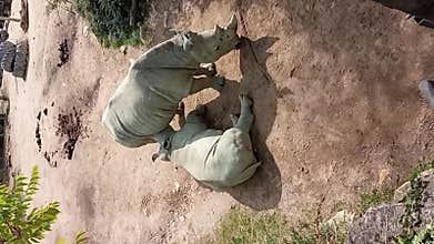 African animal rhinoceros