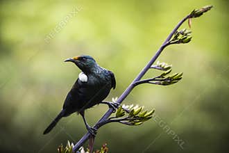 Tui Bird