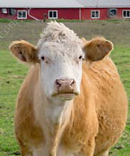 Light Brown Cow