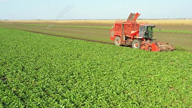 Aerial view of combine, harvester machine harvest ripe sugar beet