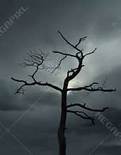 Dead tree