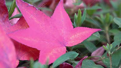 Colorful momiji trees in autumn season in Japan. Colorful momiji leaves.