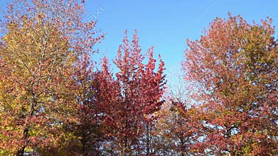 Colorful momiji trees in autumn season in Japan. Colorful momiji leaves.