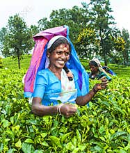 Tea plucker in the tea fields in the highlands near Nuwara Eliya, Sri Lanka