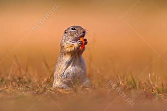 European Ground Squirrel eat the carrot in hand, Spermophilus citellus, sitting in the green grass during summer, detail animal