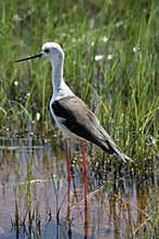 Black winged stilt