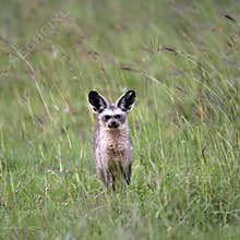Bat Eared Fox