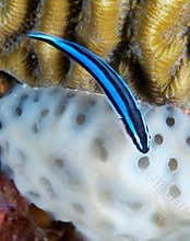 Closeup Neon Goby