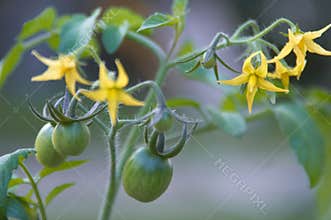 Tomato plant