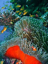Colorful coral reef fish