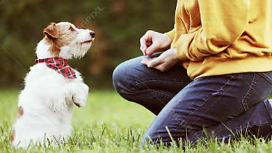 Trainer giving dog treat to her begging jack russell terrier, puppy training concept