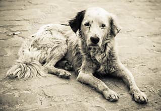 Sad and homeless dog