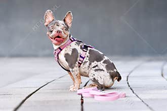 Merle tan French Bulldog dog wearing pink dog harness