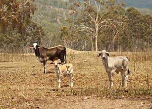 Beef Cattle cow heifer and calf