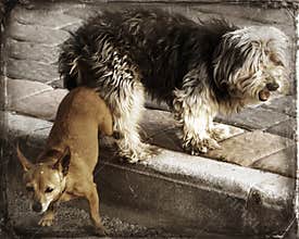 Doggy Love