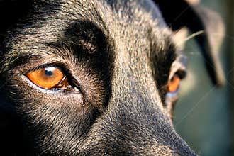 Shiny dog
