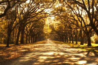 Trees Aglow in a Southern Plantation