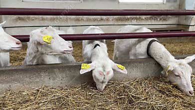 Goats eat hay or grass on the farm. Farm livestock farming for the industrial production of goat milk