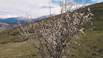 Cherry blossom in Caucasus mountains in early spring