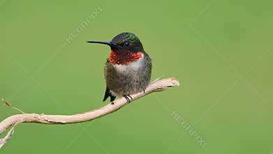 Ruby-throated Hummingbird