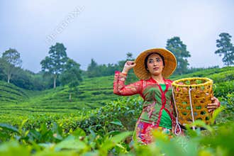 a tea leaf farmer is enjoying the view of the tea garden while holding a basket