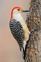 Woodpecker on a pine tree