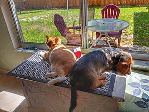 Dog & Cat